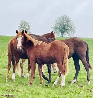 Valášci PH a QH - 12