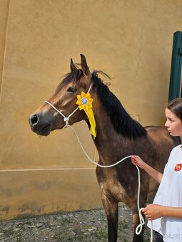 Sportovní pony B - 12