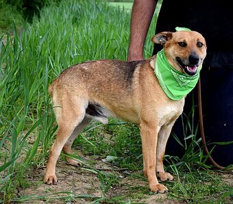 INKY K ADOOPCI - 2 ROKU,PŘÁTELSKÝ, KAMARÁD,VHODNÝ K SENIORŮM - 12