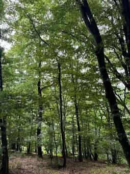 Prodám lesní pozemky v k.ú. Bohutín nad Moravou - 12