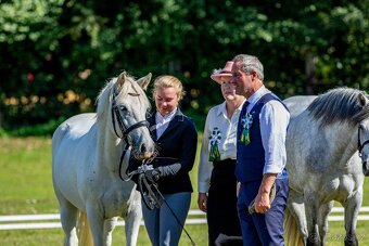 Líbivá connemara klisna do sportu - 12