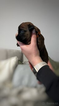 Německý boxer - Full european FCI pedigree - 12