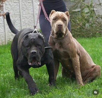 Bandog, Molos , Mastif - 12
