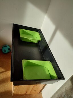 2 morčecí mladí samci nekastrovaní - jen spolu - 12