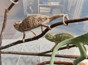 Chameleon jemenský - mláďata - 12