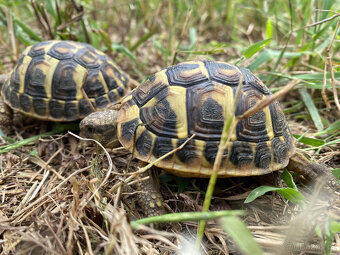 želva zelenavá a vroubená odrostlá mláďata - 12
