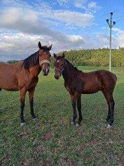 hřebec český teplokrevník - 12