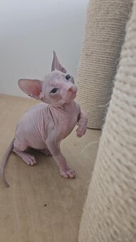 Koťátka Don sphynx bez PP - 12