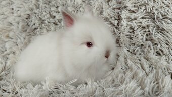 Zakrslý králík, králíček - HERBERT a HEIDY - 12