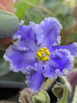 Africké fialky - 12