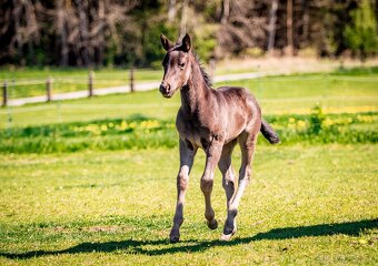 Připouštění QH hřebcem - 12