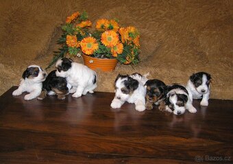 Biewer Yorkshire Terrier - barevný jorkšír - 12
