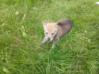 Československý vlčák – štěňata na prodej 🐺 - 12