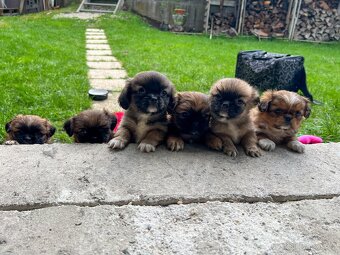Trpaslíči Pekinézer - 12