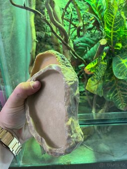 CHAMELEONI JEMENSKÝ HOLKA/KLUK + TERÁRIUM - 12