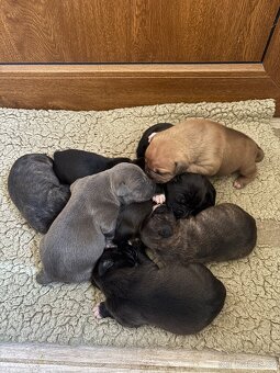 Americký stafordsirsky terier, Stafford, amstaf - 12