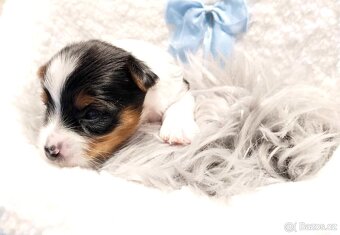 Yorkshire Terrier Biewer,Biro a Black and tan - 12