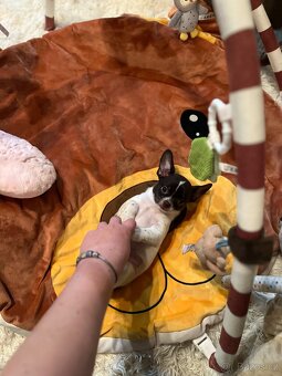 Čokoládovobílý pejsek čivava s PP FCI , ihned k odběru - 12