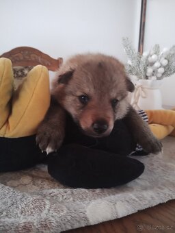 Československý vlčák s PP - 12