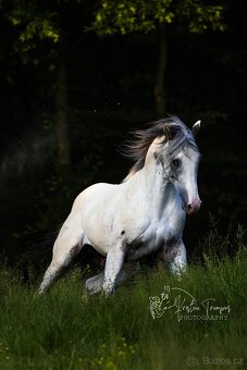 Appaloosa filly Arlina - 12