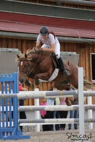 Připouštění Welsh cob - D - 12
