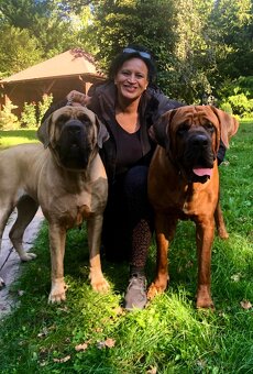 TOSA INU - štěňata s PP - 12