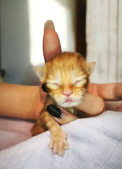 Maine coon kočičky kočky - úhrada aj na časti - 12