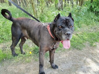 BRODY K ADOPCI - cane corso, mazel, parťák, vhodný k dětem - 12