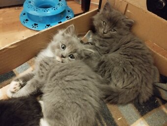 Kříženci ragdoll - 12
