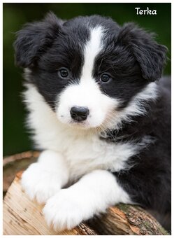 Border Collie, Border Kolia s PP FCI - 12