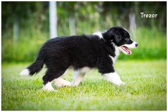Border Collie, Border Kolia s PP FCI - 12