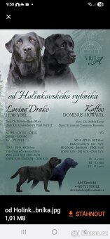 Labradorsky retriver s PP-šteňata - 12