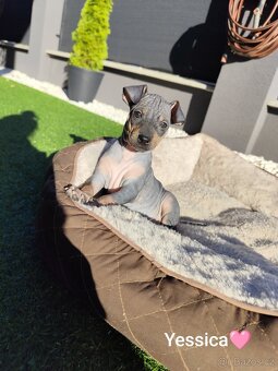 Americký bezsrstý teriér - 12