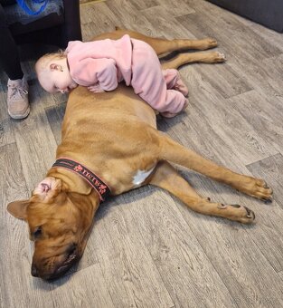 TOSA INU zlatá štěňátka s PP - 12