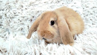 Zakrslý beránek, králíček, králík - JAYDEN - 12