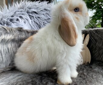❤️❤️Minilop Kralicek Beránek k rezervaci ⭐️⭐️ - 12
