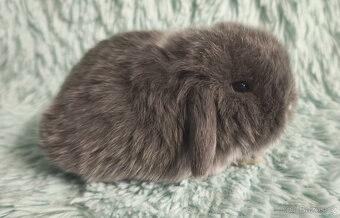 ⭐️ Vánoční ⭐️ Zakrslí beránci 🍀⭐️🍀 - 12