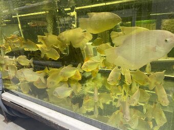 Prodam arowana , cichla , pirana….. - 12