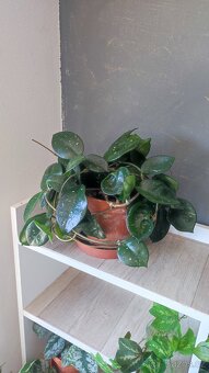 Monstera albo, anturium, pokojové rostliny - 12