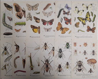 Atlas bezobratlých - 12