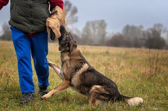 Německý ovčák štěňata s PP, work line, - 12