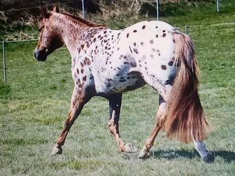 Appaloosa připouštění - 12