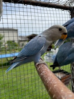 Agapornis růžohrdlý 🦜 - 12