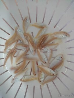 TLAMOVCI    TANGANIKA      MALAWI - 12