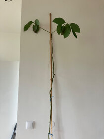 Avokado - 12