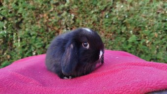 Zakrslý beránek, králíček, králík - DAN - 12