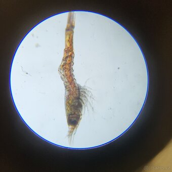 Krevetky Atyopsis Moluccensis (Bamboo Shrimp, Molucka) - 12
