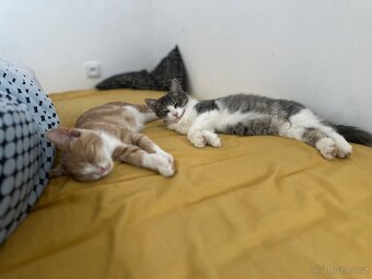 Daruji Kočičky - 12