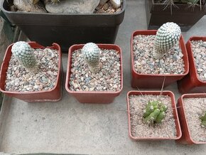 Kaktusy sukulenty - 12
