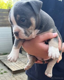 Štěně American Bully - 12